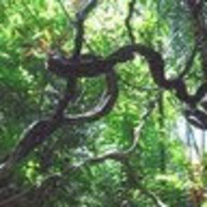 Meet your Posher, Liana